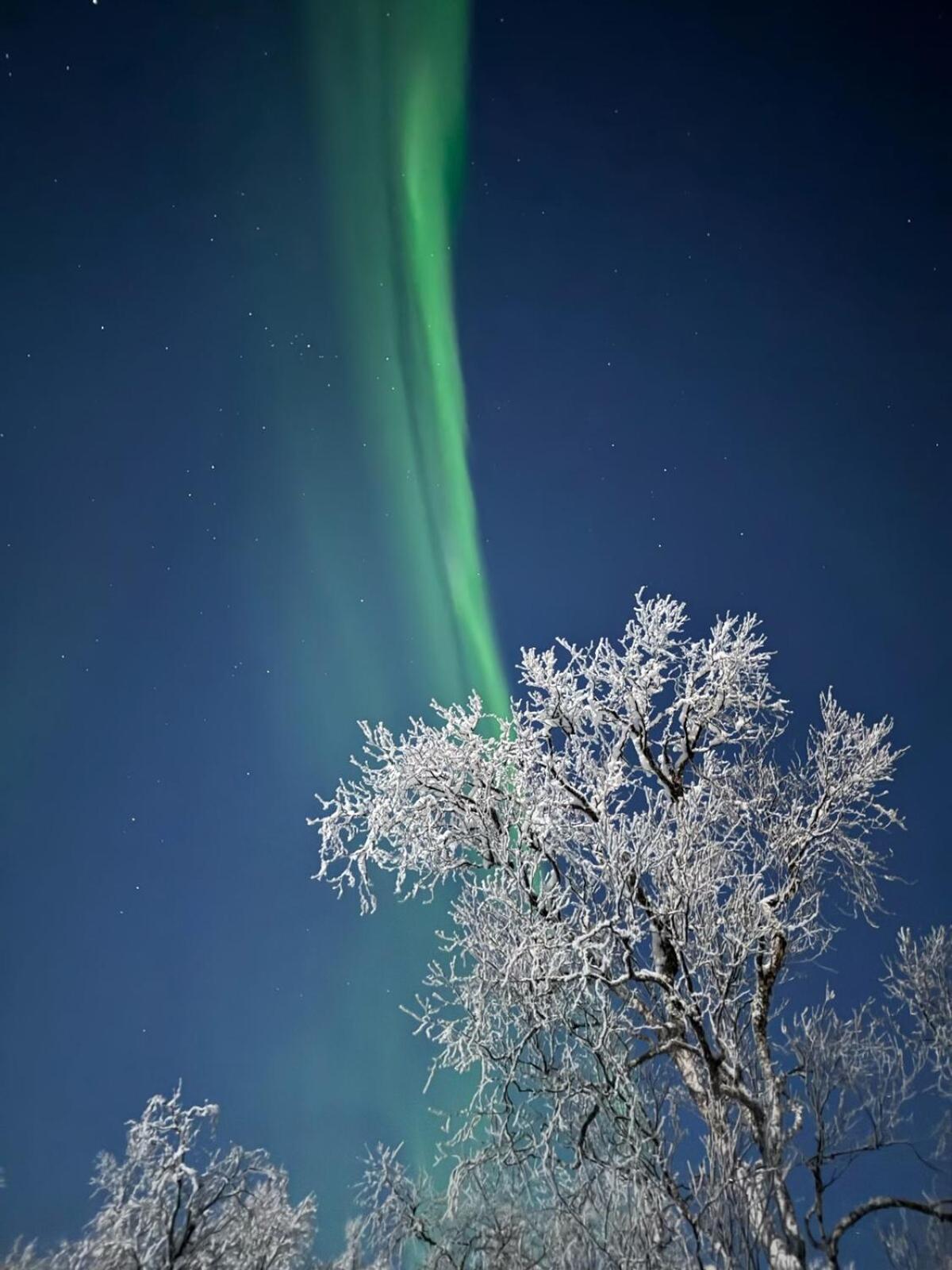 Trivelig Hytte I Senja. Ngoại thất bức ảnh
